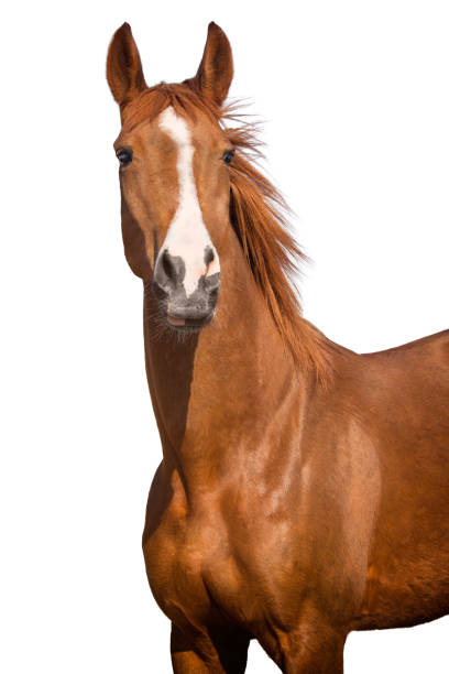 красная лошадь изолированы - livestock horse bay animal стоковые фото и изображения