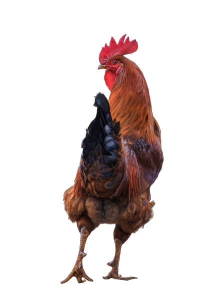 istock red rooster  on the farm 1070550464