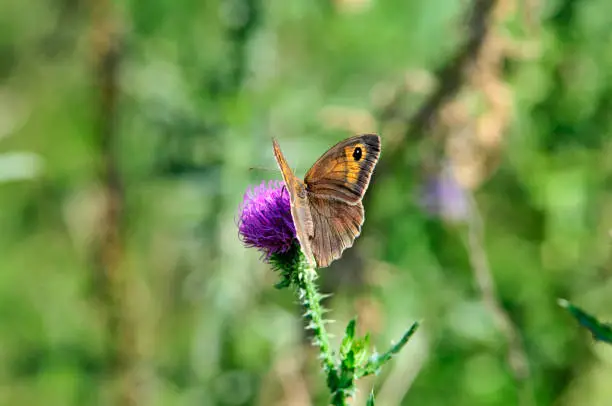 Photo of Butterfly drinks nectar from a thistle flower plant. The meadow brown is a butterfly.