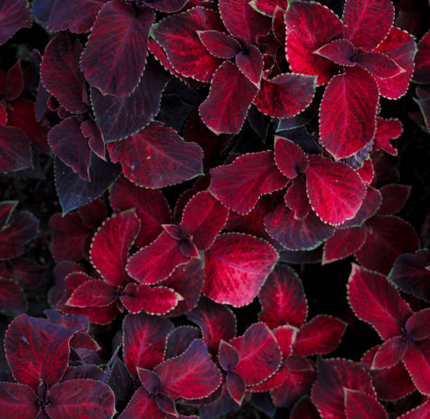 istock red flowers in the garder 1070554650