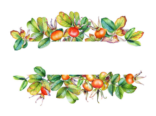 Beautiful frame with hand painted watercolor rosehip branches with berries on white background Beautiful watercolor frame with hand painted rosehip branches with berries isolated on white background. Useful for banners, cards and many other. healthcare fitness and herbal medicine banner set stock illustrations