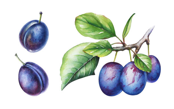 aquarell pflaume früchte auf dem zweig mit grünen blätter auf weißem hintergrund. - plum stock-grafiken, -clipart, -cartoons und -symbole