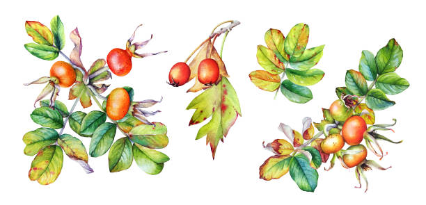 istock Watercolor realistic rosehip plant branches with leaves and berries. 1070558442