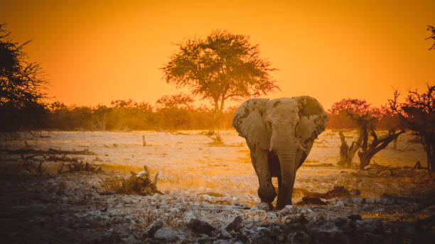 istock Elephants of Chobe National Park 1070564076