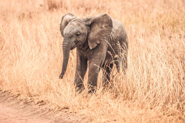 istock Baby Elephants of Africa 1070565408