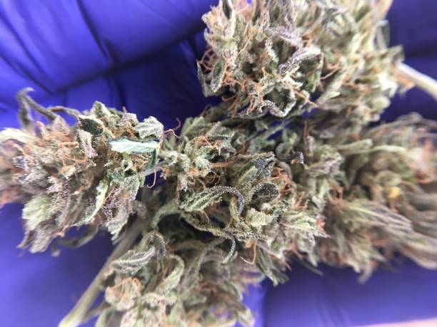 istock Cannabis marijuana medicine 1070570008