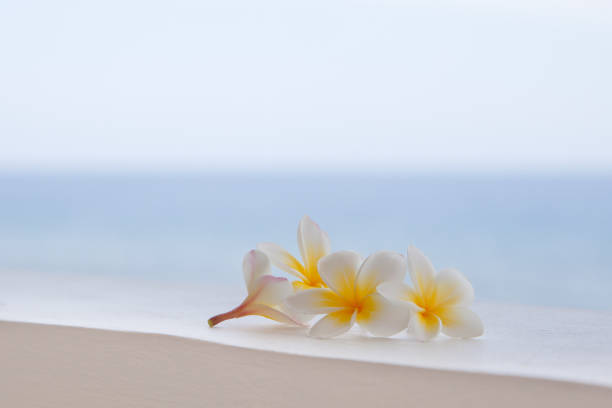 istock Flowers frangipani close-up. 1070570020