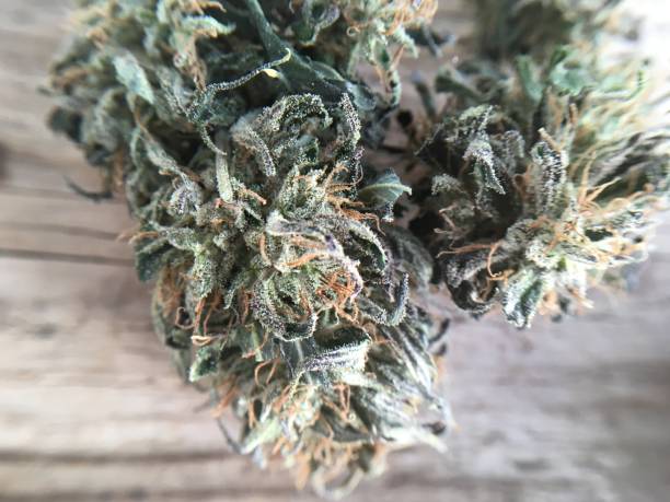 istock Cannabis marijuana medicine 1070570194