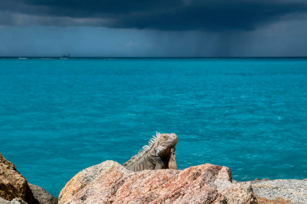 On a sunny day, a green Iguana sitting on a rock at the port of Charlotte Amalie in Saint Thomas, US Virgin Islands. Ocean Background.
