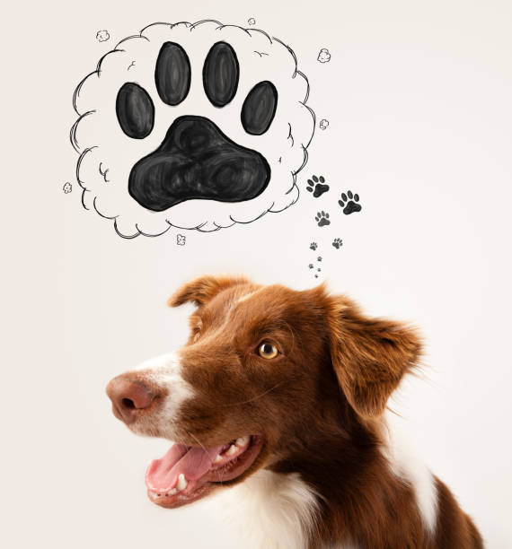 istock Cute border collie with paw above her head 1070571152