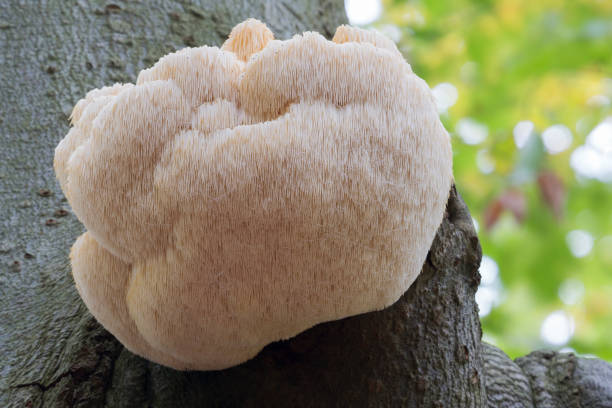 istock Rare Lion's Mane Mushroom (Hericium erinaceus) in Lage Vuursche (the Netherlands) 1070572254