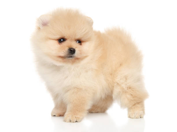 istock Portrait of a tiny Spitz puppy on white background 1070577738