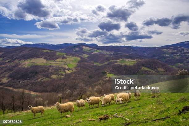 美しい鮮やかな山の風景 - セルビアのストックフォトや画像を多数ご用意 - セルビア, ヒツジ, 丘