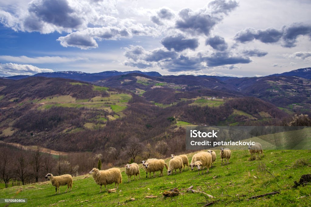 Beautiful vibrant mountain scenery Beautiful vibrant mountain scenery with herd of sheep Agricultural Field Stock Photo