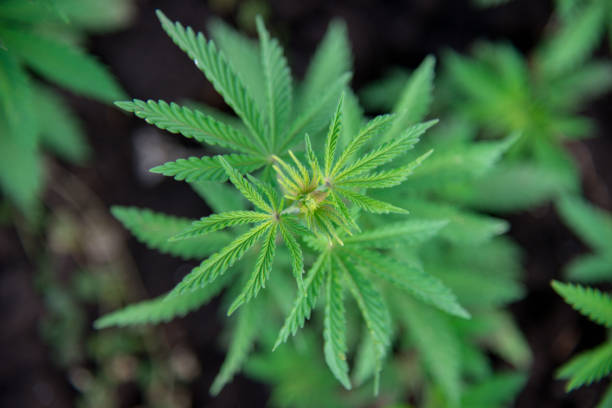 istock plant bush cannabis marijuana leaves top view - selective focus, copy space 1070581646