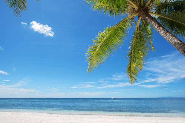 Tropical Paradise Beach And Clear Sky