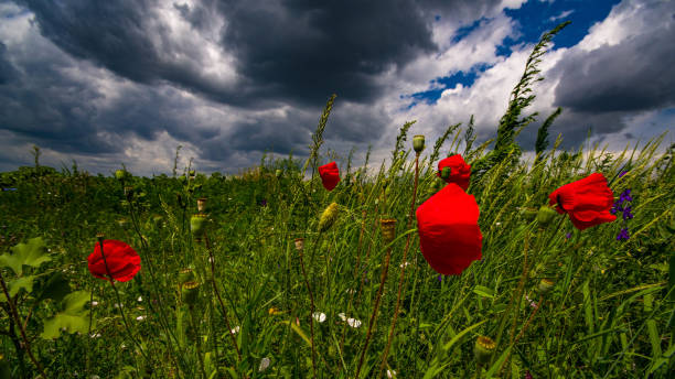 istock Vibrant poppy field landscape 1070585522