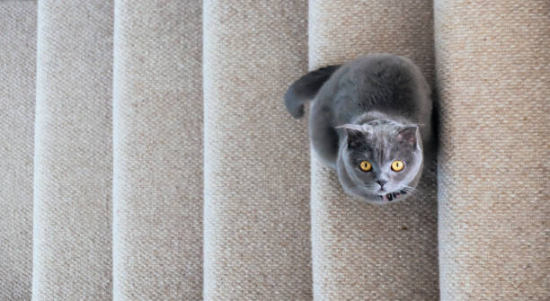 Cat on stairs Grey Scottish Fold cat sitting on stairs and looking up scottish fold cat photos stock pictures, royalty-free photos & images