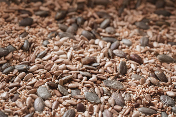 istock Roasted pumpkin, sunflower and sesame seed close-up 1070589228