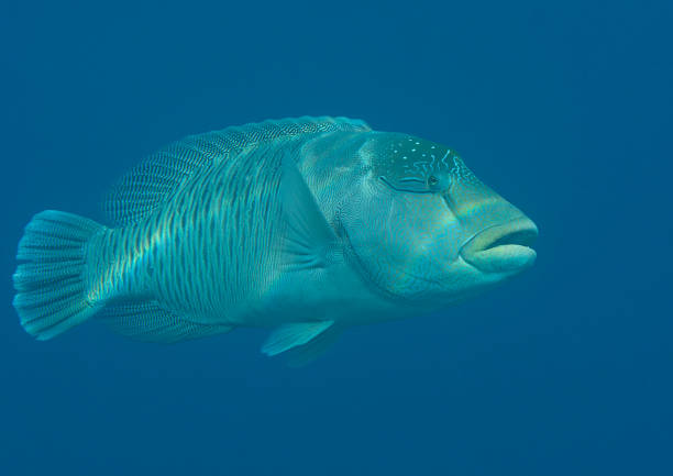 istock Napoleonfisch  swimming under water surface of Bali 1070589838