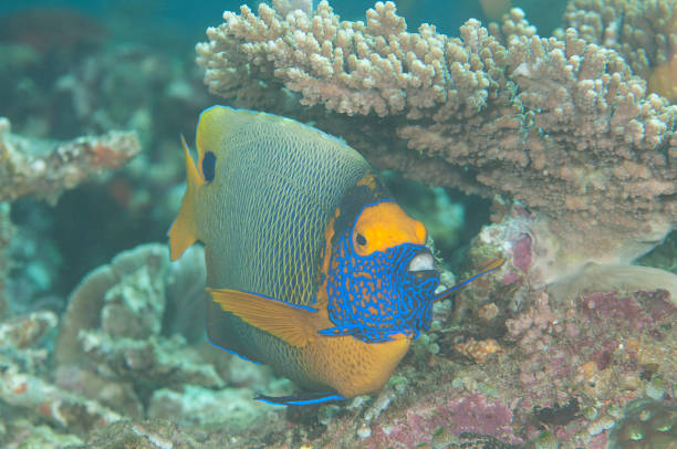 istock Blueface or yellowface angelfish  swimming over corals 1070590206