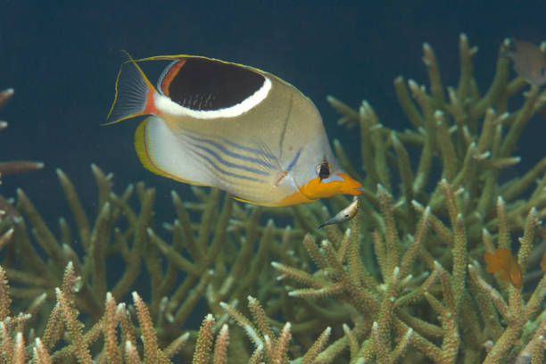 istock Saddled butterflyfish swimming over corals 1070590288