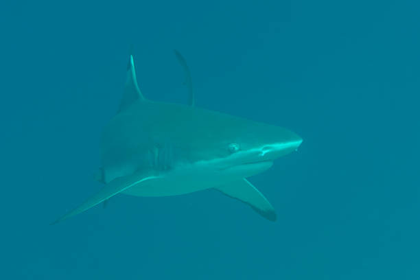 istock Blacktip reef shark came very close to me 1070590394