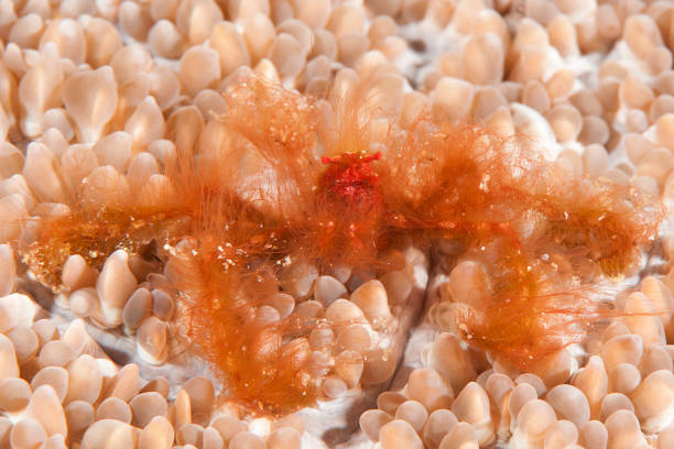 Orang-utan crab  on corals Orang-utan crab ( Achaeus japonicus ) crawls on coral of   Bali, Indonesia achaeus japonicus stock pictures, royalty-free photos & images