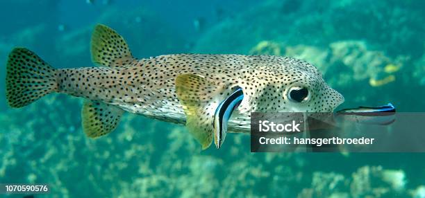 Porcupine Pufferfish Being Cleaned By Two Cleaner Fish Stock Photo - Download Image Now