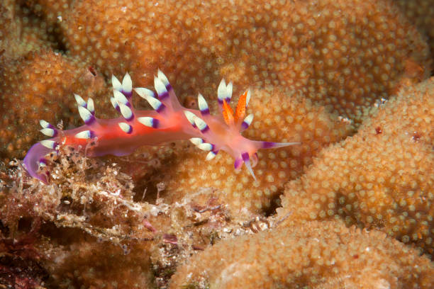 istock Flabellina exoptata crawling on coral reef 1070590614