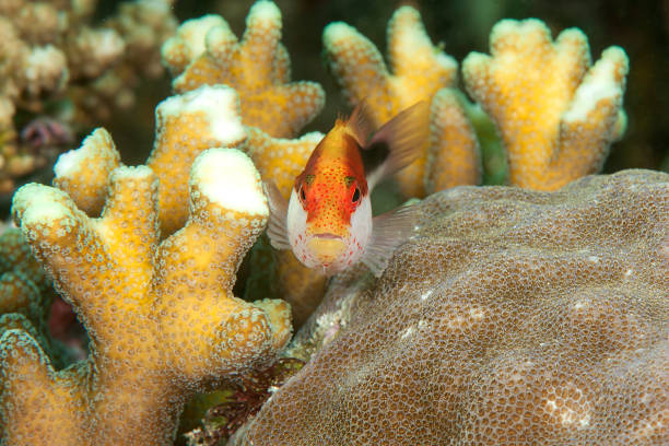 istock Forster's Hawkfish swimming among corals 1070590688
