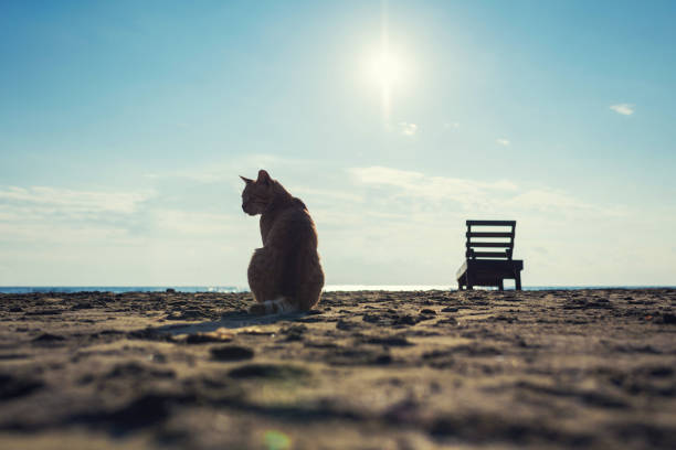 A person petting a cat relaxing on the embankment