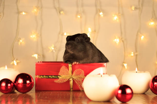 istock Christmas Guinea Pig 1070605420