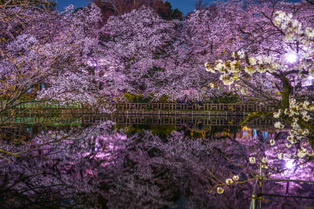 istock Cherry blossoms of Park 1070605904