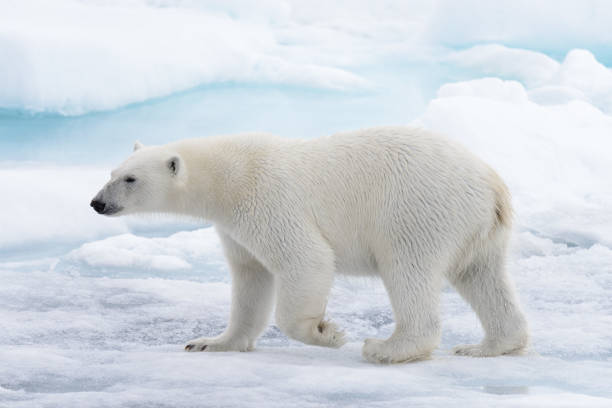 wilden eisbären gehen im wasser auf packeis im eismeer - polar bear arctic global warming nature stock-fotos und bilder