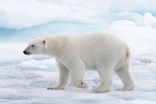 salvaje oso polar va en el agua en hielo en el ártico - polar bear arctic global warming ice fotografías e imágenes de stock