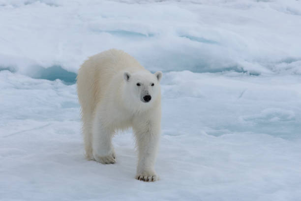 istock Wild polar bear on pack ice in Arctic sea 1070609064