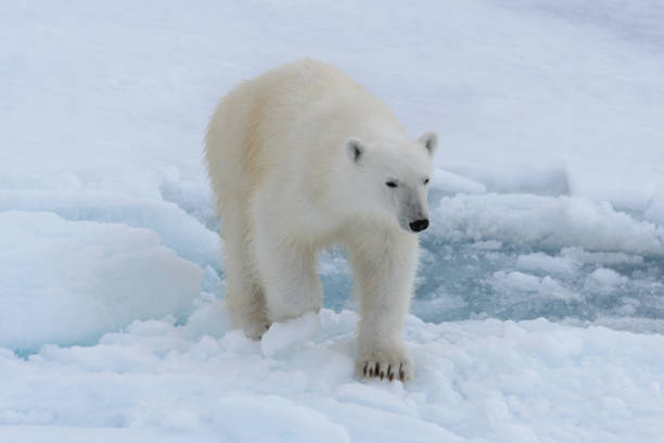 wild polar bear on pack ice in arctic sea - polar bear global warming arctic wintry landscape imagens e fotografias de stock