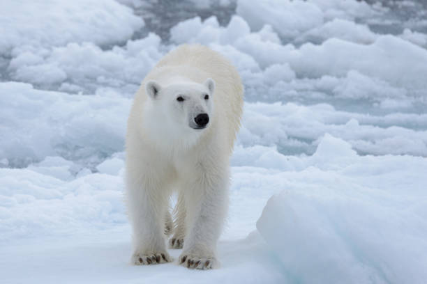 istock Wild polar bear on pack ice in Arctic sea close up 1070609134