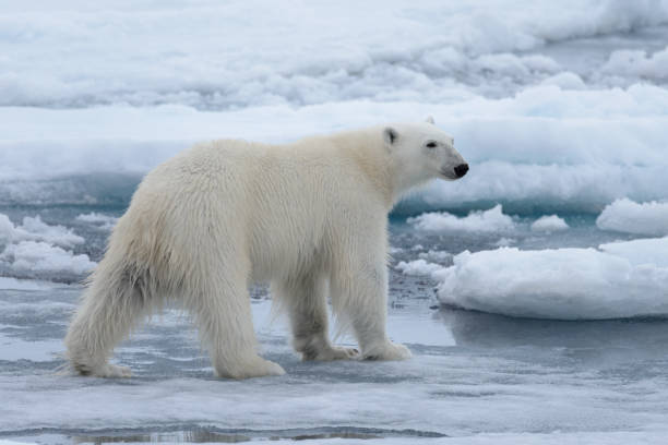 istock Wild polar bear on pack ice in Arctic sea close up 1070609218