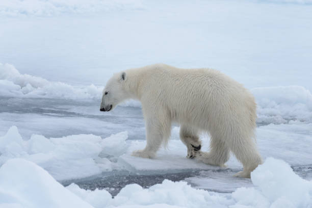 wild polar bear on pack ice in arctic sea close up - polar bear global warming arctic wintry landscape imagens e fotografias de stock