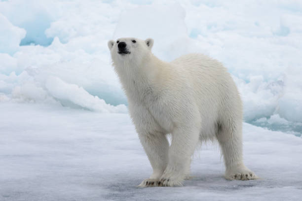 wild polar bear on pack ice in arctic sea - polar bear global warming arctic wintry landscape imagens e fotografias de stock