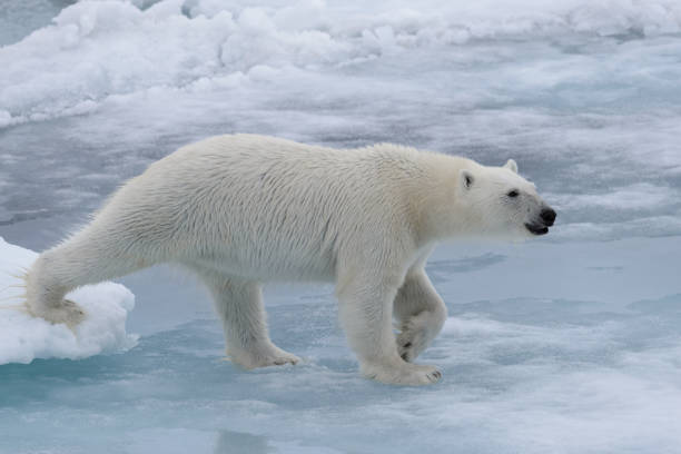 istock Wild polar bear on pack ice in Arctic sea 1070609640