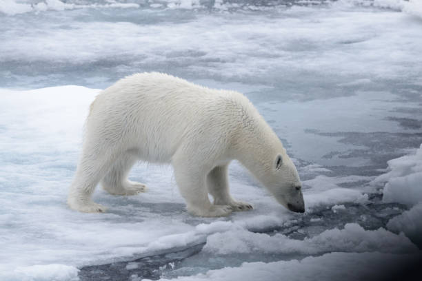 istock Wild polar bear on pack ice in Arctic sea 1070609722