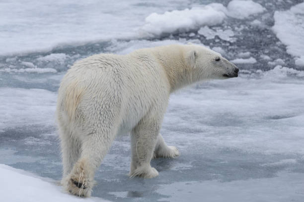 istock Wild polar bear on pack ice in Arctic sea 1070609820