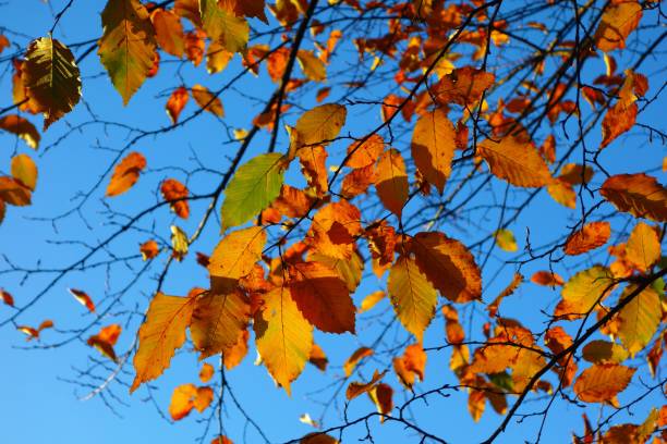 istock Colourful Autumn Leaves. 1070610196