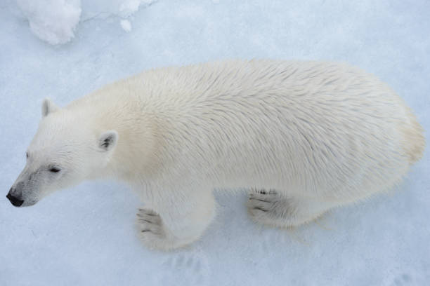 wild polar bear on pack ice in arctic sea from top, aerial view - polar bear global warming arctic wintry landscape imagens e fotografias de stock