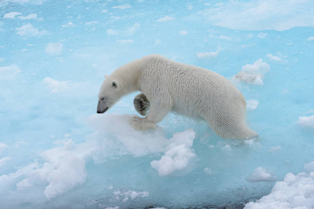 wild polar bear going in water on pack ice in arctic sea - polar bear global warming arctic wintry landscape imagens e fotografias de stock