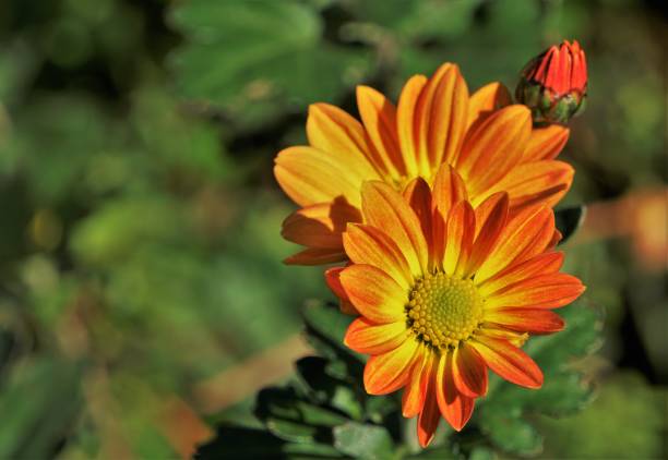 istock Crysanthemum or Mums flower 1070612026