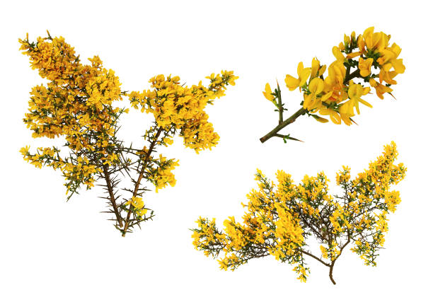 Gorse de Provence in bloom, on white background. Details of the stems of the shrub still called gorse with small flowers or argéras. furze or gorse ulex europaeus stock pictures, royalty-free photos & images